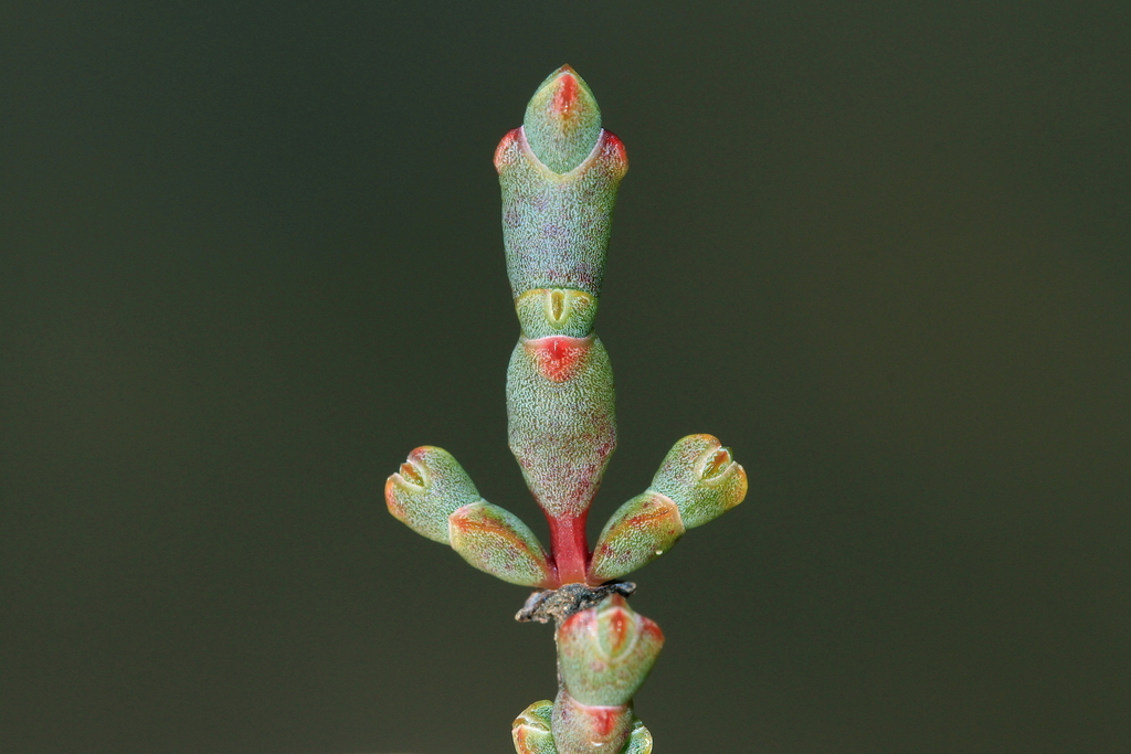 shrubby-glasswort-from-don-tas-7310-australia-on-july-15-2019-at-11