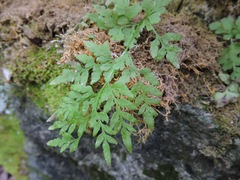 Cryptogramma stelleri