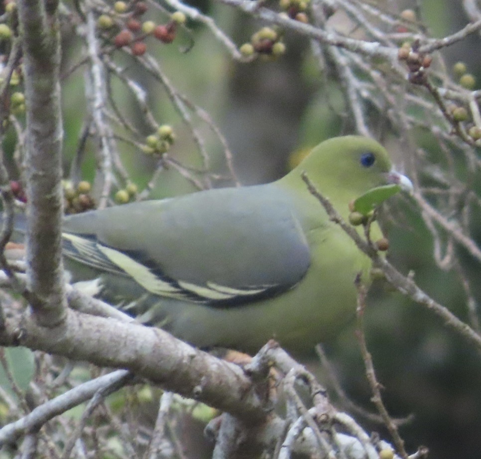 Madagascar Green Pigeon (Treron australis), photo 4