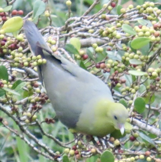 Madagascar Green Pigeon (Treron australis), photo 5