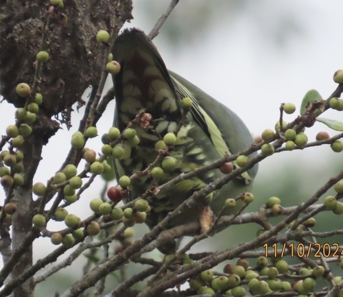 Madagascar Green Pigeon (Treron australis), photo 7