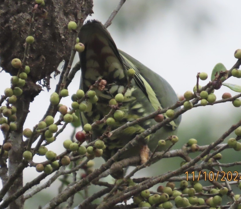 Madagascar Green Pigeon (Treron australis), photo 6