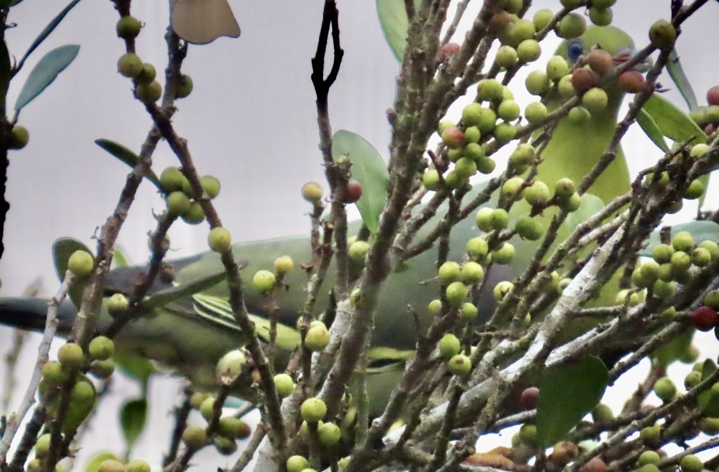 Madagascar Green Pigeon (Treron australis), photo 7