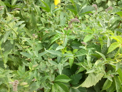 Mentha longifolia