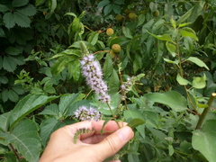 Mentha longifolia