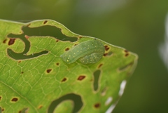 Phosphila miselioides