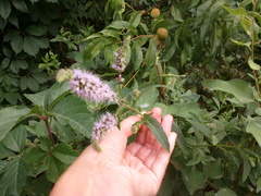 Mentha longifolia