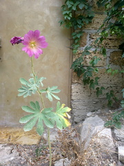 Alcea rosea