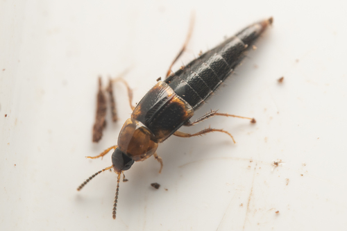 Mycetoporus neotomae