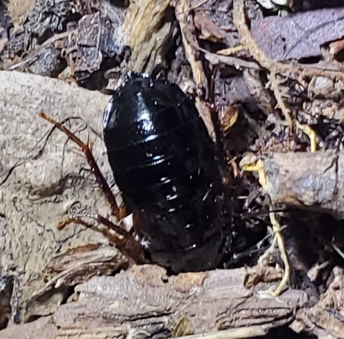 Uhler's wood cockroach
