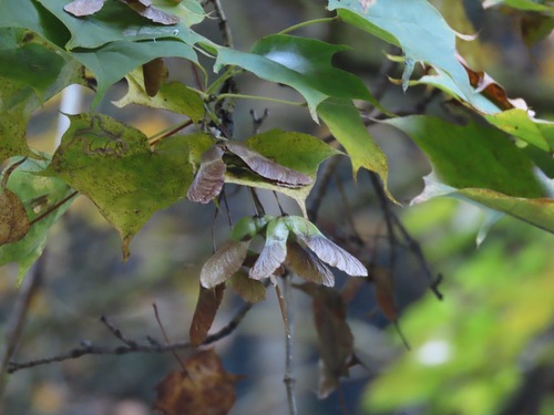 Image of Acer pictum by (c) Marco Mussita, some rights reserved (CC BY)
