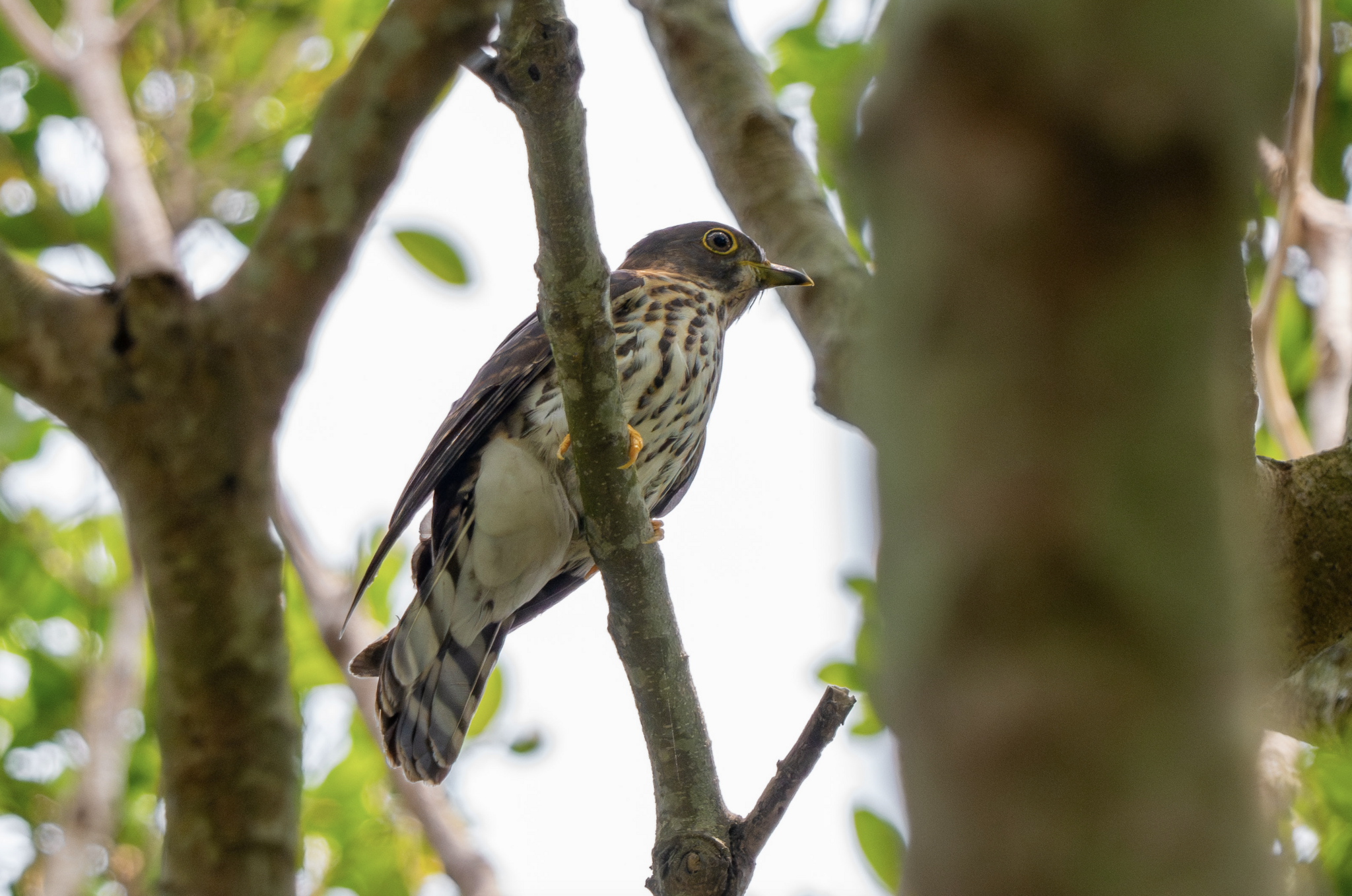 Hodgson's Hawk-Cuckoo