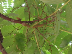Ailanthus altissima