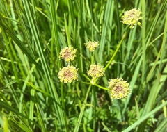 Selinum pyrenaeum