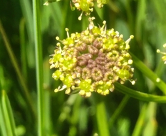 Selinum pyrenaeum