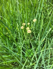 Selinum pyrenaeum