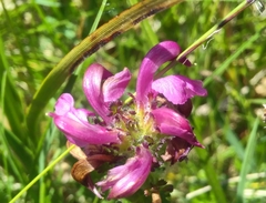 Pedicularis pyrenaica