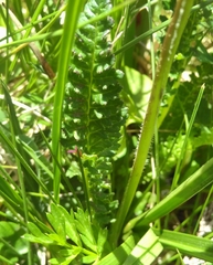 Pedicularis pyrenaica