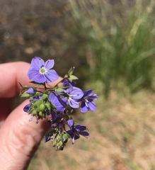 Veronica americana