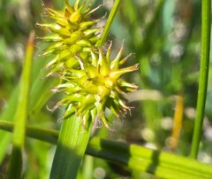 Carex viridula