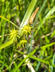 Carex viridula