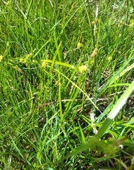 Carex viridula