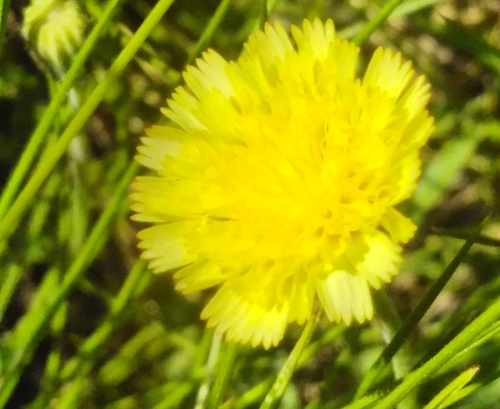 Streepzaad van Billy (Pilosella billyana)