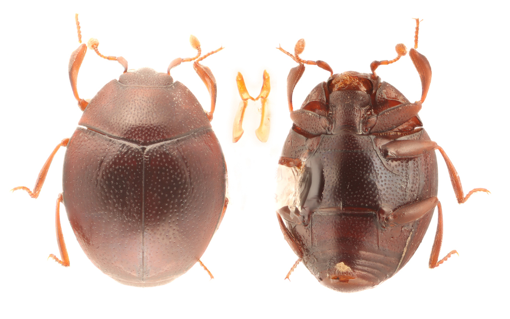 Anapleus