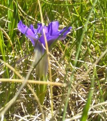 Gentiana pyrenaica