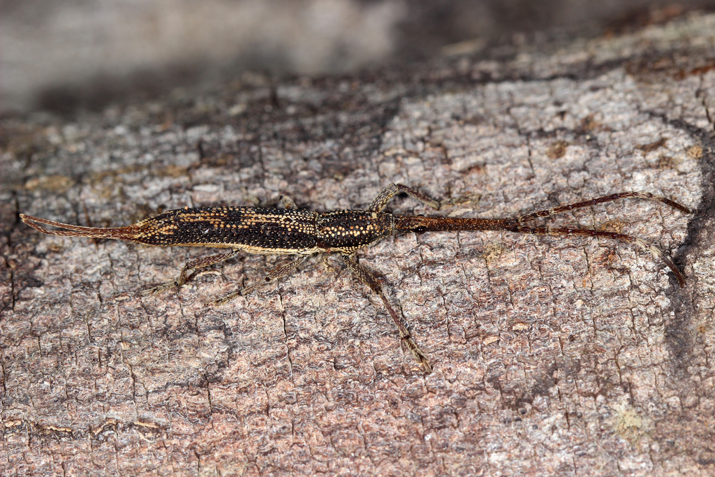 Ceocephalus filicauda