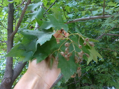 Torminalis glaberrima