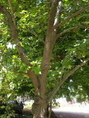 Torminalis glaberrima