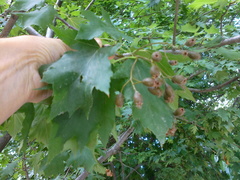 Torminalis glaberrima