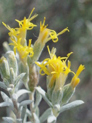 Tetradymia canescens