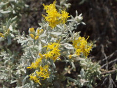 Tetradymia canescens