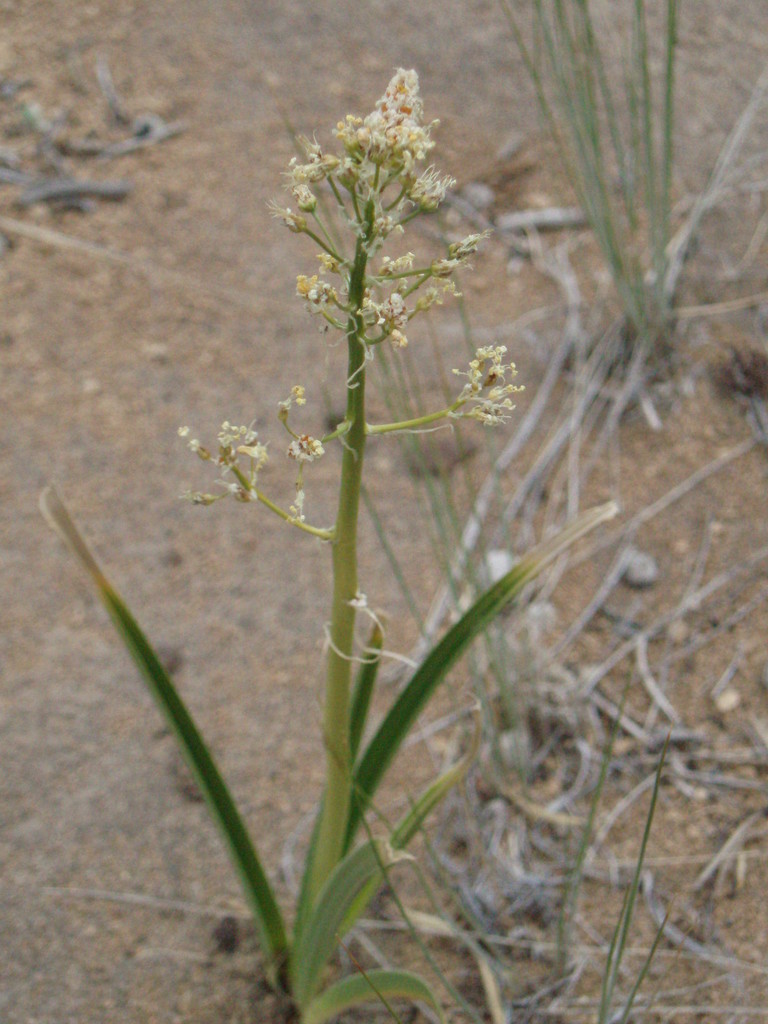 foothill deathcamas ((Most) Wildflowers of Sagehen Creek Basin, CA