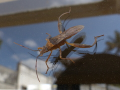 Tupalus fasciatus