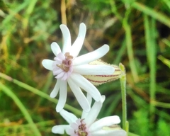 Silene ciliata