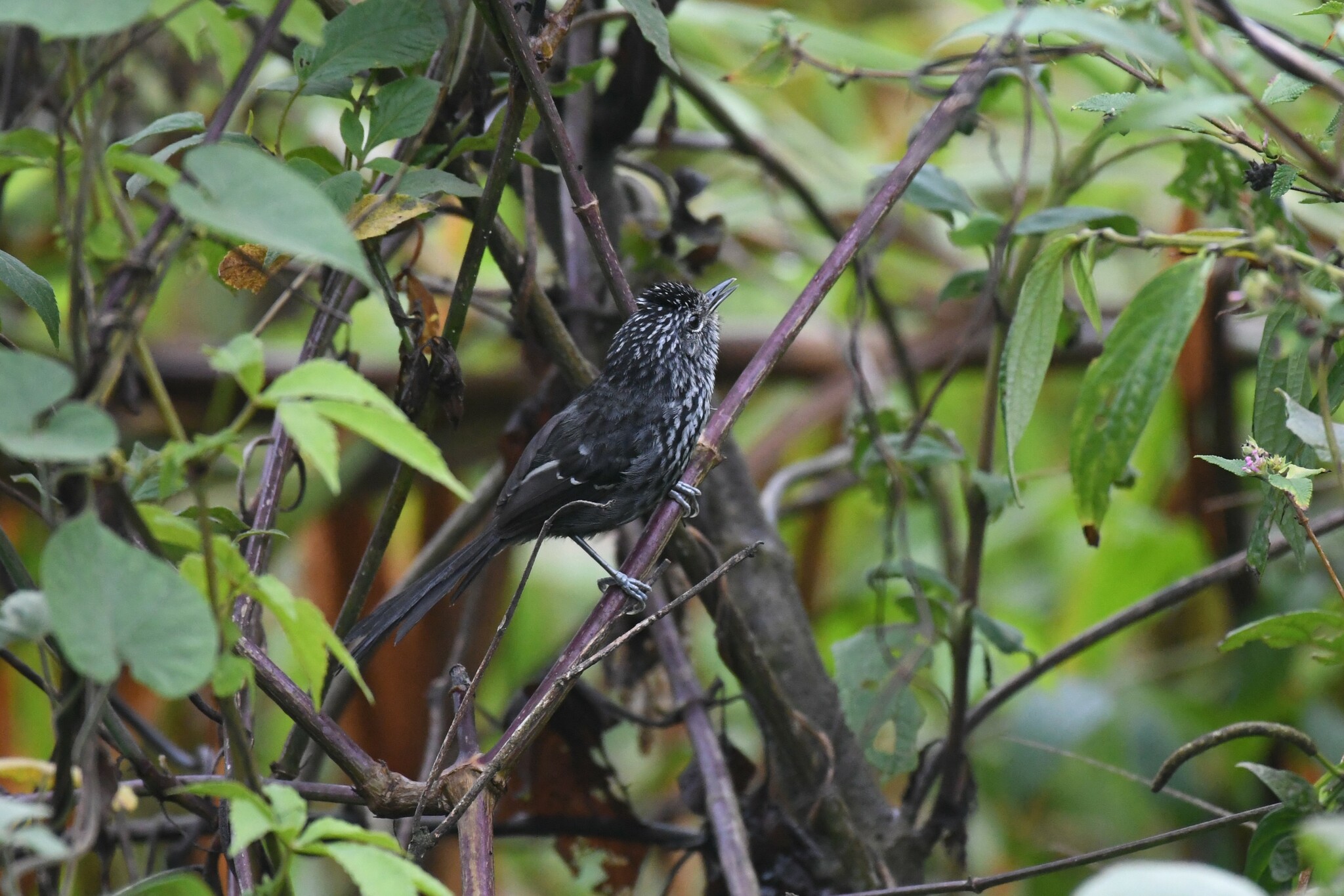 Dusky-tailed Antbird (Drymophila malura), photo 3