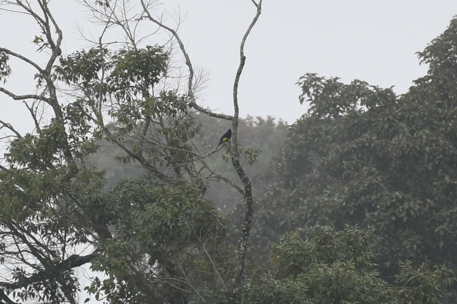 Black-and-gold Cotinga illustration