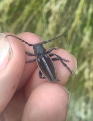 Dorcadion fuliginator