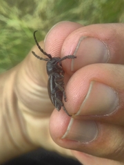 Dorcadion fuliginator