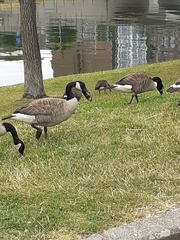 Branta canadensis