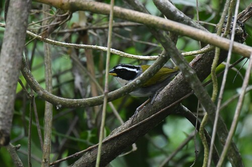 Half-collared Sparrow (Arremon semitorquatus), photo 8
