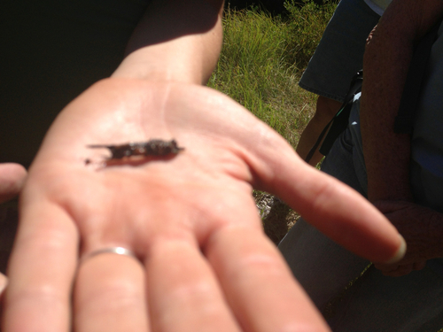 iNaturalist observation photo of Caddisflies