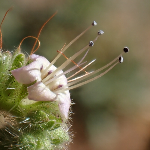 Branching Phacelia