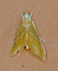 Glaphyria peremptalis