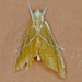 Glaphyria peremptalis - Photo (c) krancmm, algunos derechos reservados (CC BY-NC), subido por krancmm