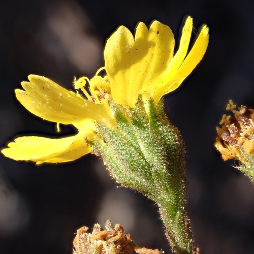 Image of Deinandra paniculata by no rights reserved