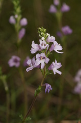 Euphrasia collina